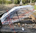 Transparent flowers umbrella 
